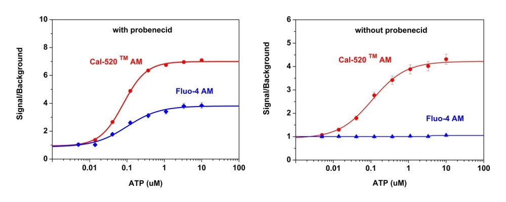 ATP-stimulated calcium responses of endogenous P2Y receptor in CHO-K1 cells incubated with Cal-520&trade; AM (red curve), or Fluo-4 AM (blue curve) respectively with (left) or without probenecid (right) under the same conditions. CHO-K1 cells were seeded overnight at 50,000 cells per 100 &micro;L per well in a Costar black wall/clear bottom 96-well plate. 100 &micro;L of 5 &micro;M Fluo-4 AM or Cal 520&trade; AM in HHBS (with or without probenecid) was added into the cells, and the cells were incubated at 37 &deg;C for&nbsp;1 hour. ATP (50 &mu;L/well) was added using FlexSation to achieve the final indicated concentrations.