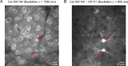 Staining of astrocytes with Cal-590 in the in vivo mouse cortex. (A) Two-photon fluorescence image (average of 1,200 consecutive frames) obtained in layer 2/3 of the visual cortex of an anesthetized mouse after bulk-loading with Cal-590 AM. The excitation wavelength was 1,050 nm. (B) Two-photon fluorescence image of the same optical section as in A after additional staining with sulforhodamine 101 (SR 101). For staining with SR 101, we used the protocol initially published by Nimmerjahn et al.. The excitation wavelength was 900 nm. The red arrows here and in A indicate two labeled astrocytes. Source: <b>Deep two-photon brain imaging with a red-shifted fluorometric Ca2+ indicator</b> by Tischbirek, C., Birkner, A., Jia, H., Sakmann, B. & Konnerth, A. <em>Proc. Natl. Acad. Sci.</em> USA 112, 11377–11382. July 2015
