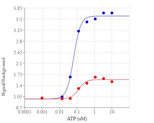 ATP-stimulated calcium response of endogenous P2Y receptor in CHO-K1 cells incubated with Cal-590&reg; AM  or Rhod-2 AM under the same conditions. CHO-K1 cells were seeded overnight at 50,000 cells per 100 &micro;L per well in a 96-well black wall/clear bottom Costar plate. 100 &micro;L of 5 &micro;g/mL Cal-590&reg; AM or Rhod-2 AM with 2.5 mM probenecid was added into the cells, and the cells were incubated at 37 &deg;C for 1 hour. ATP (50 &micro;L/well) was added by FlexStation (Molecular Devices) to achieve the final indicated concentrations.