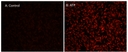 Response of endogenous P2Y receptor to ATP in CHO-K cells detected with Cal-630 &trade; AM.&nbsp; CHO-K1 cells were seeded overnight at 50,000 cells per 100 &micro;L per well in a Costar black wall/clear bottom 96-well plate. 100 uL of 5 uM Cal-630 &trade; AM in HHBS (with 1.0 mM probenecid) was added into the cells and incubated at 37 &deg;C for 1 hour.&nbsp; Images were recorded with a fluorescence microscope (Olympus IX71) before and after adding 10 uM ATP (final in the well) using Texas Red Channel.
