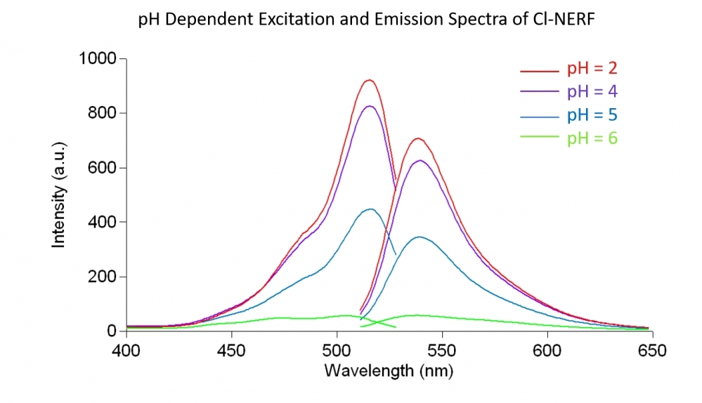 Steady-state excitation and emission spectra of Cl-NERF in aqueous buffer solution with increasing pH moving from bottom to top at pH = 2.0 (red line), 4 (purple line), 5 (blue line) and 6 (green line).