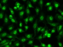 <strong>CYTO-13 </strong><strong>live-cell nucleic acid stain</strong><strong>.</strong><br>Live HeLa cells were stained with 2.5uM CYTO-13 (Cat# 17553) for 20 minutes at 37&deg;C, washed once with HH buffer, and then imaged with FITC filter.