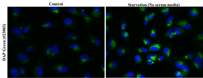 HeLa cells were stained with DAP Green in complete media, followed by serum starvation to induce autophagy. Cells were then counter-stained for nuclear staining using Hoechst 33342 (#22657).