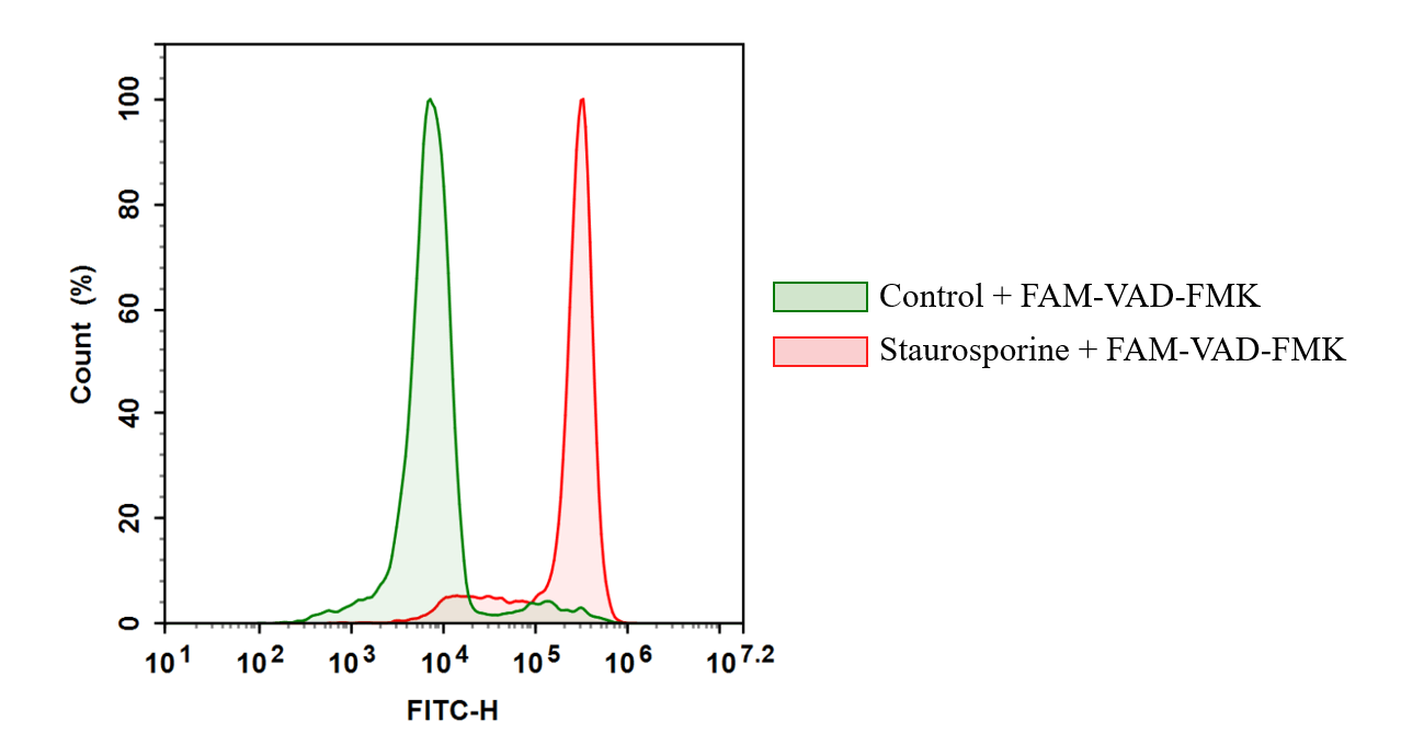 The increase of caspase is measured by FAM-VAD-FMK  in Jurkat Cells treated with Staurosporine. Jurkat cells were treated with or without 1 µM of Staurosporine for 2 hours before FAM-VAD-FMK were added. Cells were treated with FAM-VAD-FMK for 1 hour at 37C, 5% CO2 incubator. The response was measured with ACEA NovoCyte flow cytometer with FITC channel.