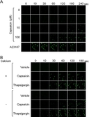 Increased cytosolic calcium level in response to supra-pharmacological capsaicin, irrespective of extracellular calcium. (A) HB2 brown preadipocytes loaded with Fluo-8 AM were treated with the indicated concentrations of capsaicin or A23187 (1&thinsp;&mu;M), and cytosolic calcium level was evaluated. (B) Effect of the depletion of extracellular calcium was evaluated. Cells were treated with vehicle, capsaicin (100&thinsp;&mu;M) or thapsigargin (100&thinsp;nM). Source: <strong>Supra-pharmacological concentration of capsaicin stimulates brown adipogenesis through induction of endoplasmic reticulum stress </strong>by Kida et al., <em>Scientific Reports</em>, Jan. 2018.