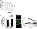 Cortical neurons were exposed to various concentrations of NMDA (1&ndash;100&thinsp;&micro;M) for 15&thinsp;min. (a) Effect of NMDA treatment on cell viability. Cortical neurons were incubated with NMDA at the indicated concentrations for 15&thinsp;minutes. After 24&thinsp;h of NMDA treatment, cell viability was determined by performing the XTT dye-reduction assay. The absorbance at 450&thinsp;nm was measured, and the relative cell viability was expressed as the percentage of the absorbance at 450&thinsp;nm of each treatment group against that of the untreated control group. Results are the means&thinsp;&plusmn;&thinsp;SE (n&thinsp;=&thinsp;5 independent experiments). *Indicates a significant difference from the NMDA-untreated group (p&thinsp;&lt;&thinsp;0.05). (b) Effect of NMDA receptor antagonist on NMDA-induced cell injury. Cell viability in cultures of 0&thinsp;&micro;M and 30&thinsp;&micro;M NMDA-treated cells without (white bars) or with (black bars) 10&thinsp;&micro;M MK-801. The relative cell viability was expressed as the percentage of the absorbance at 450&thinsp;nm of each treatment group against that of the untreated control group. Results are the means&thinsp;&plusmn;&thinsp;SE (n&thinsp;=&thinsp;3 independent experiments). *Indicates a significant difference from the NMDA-untreated group (p&thinsp;&lt;&thinsp;0.05); and #, a significant difference from the NMDA-treated and MK801-untreated group (p&thinsp;&lt;&thinsp;0.05). (c) Cortical neurons were labeled with Fluo-8 acetoxymethyl ester for 30&thinsp;min, and then 30&thinsp;&micro;M NMDA was added with or without 10&thinsp;&micro;M MK-801. Fluorescence ratio images are displayed in pseudocolor as indicated by the color bar. Pseudocolor represents changes in fluorescence ratios between 0 (blue) and 2 (red) corresponding to 1 (green), which is defined as the basal fluorescence intensity before NMDA stimulation. Representative ratio images of cortical neuron cultures incubated with 0&thinsp;&micro;M NMDA (Control), 30&thinsp;&micro;M NMDA (NMDA) or 30&thinsp;&micro;M NMDA and 10&thinsp;&micro;M MK-801 (NMDA&thinsp;+&thinsp;MK-801) are shown. Scale bar represents 100&thinsp;&micro;m. In the right panel, changes in Fluo-8 fluorescence are expressed as &Delta;F/F0, where F0 is basal fluorescence intensity before NMDA stimulation. Results are the means&thinsp;&plusmn;&thinsp;SE (n&thinsp;=&thinsp;5 independent experiments). Source: <strong>Furin inhibitor protects against neuronal cell death induced by activated NMDA receptors </strong>by Yamada et al., <em>Scientific Report,</em> March 2018.