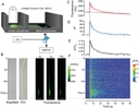 <p>Recording and analysis of calcium signals in outgrowing neurites. (A) Schematic illustrating DRG neurons (green) cultured in the central compartment of a Campenot chamber that extended neurites into the lateral compartment. Fluorescent images were acquired from the lateral compartment. Constant current field stimulation (1s, 40mA, 20Hz) was applied in the central compartment. (B) Neurites were initially identified under brightfield illumination (B, left) and calcium (Fluo-8&reg;, AM) fluorescence images (B, right) were acquired sequentially at 1Hz for 60s, with an increase in acquisition rate to 5Hz during the 5-10s period. A region of interest (ROI) was selected from the brightfield image (B, left) and used to determine average fluorescence (AU) within the ROI (C, red markers) for each image across time. A single exponential fit was used to determine baseline fluorescence (F0; C, solid grey line). The change in fluorescence (&Delta;F = F-F0; D, blue markers) was determined as the difference between raw (C, red markers) and fitted baseline fluorescence values (C, solid grey line). This difference signal was subsequently divided by the baseline fluorescence (C, solid grey line) to yield a fluorescence ratio (&Delta;F/F0) (E, black markers). In addition to average fluorescence values (C-E) the spatio-temporal distribution of fluorescence (panel F, color-coded) was determined by calculating the fluorescence ratio (&Delta;F/F0) for each individual pixel along the ROI (F, y-axis in &mu;m) as a function of time, i.e. each image during the acquisition period (F, Time axis).&nbsp;Source: Graph from <em>Assessment of TTX-s and TTX-r Action Potential Conduction along Neurites of NGF and GDNF Cultured Porcine DRG Somata</em> by Robin Jonas et al., PLOS, Sep. 2015.&nbsp;</p>