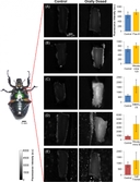 <p>Difference in fluorescence intensity of insect flexion leg muscles of the control beetle and the beetle after oral dosing with chemical indicators. (A) Fluo-8; (B) Rhodamine 123; (C) DiBAC4(3); (D) Rhodamine B; and (E) Cell Tracker. The Fluo-8, Rhodamine 123, and DiBAC4(3) dosed beetle leg was observed under 460&ndash;480 nm excitation light and fluorescence emitted was collected within 495&ndash;540 nm. The Rhodamine B and Cell Tracker dosed beetle leg was observed under 535&ndash;555 nm excitation light and fluorescence emitted was collected within 570&ndash;625 nm. Fluorescence intensity was measured at the 2 regions of interest (ROIs) shown in S1A Fig. The images obtained were digitized by ImageJ software, and the averaged intensity is shown in each bar graph. The graphs in the right column show the fluorescence intensities of each beetle leg dosed with different chemical indicators (center) compared with the control (left) beetle leg. The control beetles were fed with the home-made jelly (no chemical indicator added) for 2 days prior to observation. The error bars represent the standard deviation (S.D.) (N = 5 beetles, n = 30 beetle legs for control, DiBAC4(3), Rhodamine B, and Rhodamine 123; N = 9 beetles, n = 30 beetle legs for Fluo-8 and Cell Tracker). Each data set was compared with control leg data set by student&rsquo;s t-test (Fluo-8, p = 1.42&times;10-4; Rhodamine 123, p = 4.65&times;10-5; DiBAC4(3), p = 6.26&times;10-9; Rhodamine B, p = 1.15&times;10-9 and Cell Tracker, p = 7.10&times;10-3). The color scale is given on the bottom left corner of the image. The increase in fluorescence intensity for the chemical indicator-dosed beetle compared with the control beetle indicates that the oral dosing method successfully administers and delivers various chemical indicators in order to label the beetle leg muscle.&nbsp;Source: Graph from <strong>Oral Dosing of Chemical Indicators for In Vivo Monitoring of Ca<sup>2+</sup> Dynamics in Insect Muscle</strong> by Ferdinandus et al., <em>PLOS</em>, Jan. 2015.</p>