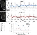 <p>Effect of various electrical stimulation frequencies on Ca<sup>2+</sup> dynamics and muscle displacement in beetle leg muscle. Images of beetle leg muscle that was dosed with (A) Fluo-8 (60 &micro;M) and (C) Cell Tracker (60 &micro;M), with the yellow selection indicating the ROI that was used for analysis (as also shown in S1B Fig.). The color scale is given at the bottom left corner of the image. Representative time courses showing the fluorescence intensity dynamics of (B) Fluo-8, and (D) Cell Tracker under various electrical stimulations of multiple pulse trains (50 Hz, 10 Hz, 1 Hz, 100 Hz, 1 Hz, and 50 Hz; 10% duty cycle; 2 V) observed from the ROI that are displayed in (A) and (C) respectively. All electrical stimulations were applied for 3 seconds periods with a 27 seconds resting period in between stimulations. The stimulus timing is indicated by grey shading. (E) Relative change in fluorescence intensity ((&Delta;F/F0)&times;100%) for Fluo-8 (blue) and Cell Tracker (red) under varying electrical stimulation frequencies (50 Hz, 10 Hz, 1 Hz, 100 Hz, 1 Hz, and 50 Hz; 10% duty cycle; 2 V). The small numbers next to each plot indicate the order of stimulation; i.e., first from 50 Hz followed by varying frequency pulses (10 Hz, 1 Hz, 100 Hz, 1 Hz, and 50 Hz). The Fluo-8 intensity plot shows that Ca<sup>2+</sup> dynamics are dependent on electrical stimulation frequency, whereas the Cell Tracker plot shows that the muscle displacement contributes a small amount. Source: Graph from <strong>Oral Dosing of Chemical Indicators for <em>In Vivo</em> Monitoring of Ca<sup>2+</sup> Dynamics in Insect Muscle</strong> by Ferdinandus et al., <em>PLOS</em>, Jan. 2015.</p>