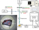 <p>Illustration of fluorescence microscopy and electrical stimulation setups. The filter and mirror set in green font is used to observe Fluo-8, Rhodamine 123, and DiBAC4(3). The filter and mirror set in red font is used to observe Cell Tracker and Rhodamine B. Inset, dorsal view of the beetle fixed upside down on dissection plate using clay, rubber bands (in red), and insect pins. Two PFA-coated thin silver wire electrodes (one working electrode and one counter electrode) were inserted into the ends of the muscle that are marked by 2 yellow dots. The insertion depth is approximately 2 mm, as measured from the outer cuticle. The red circle indicates the observation window that was used to observe the flexion muscle, which located inside the femur of the beetle leg. Source: Graph from <strong>Oral Dosing of Chemical Indicators for In Vivo Monitoring of Ca2+ Dynamics in Insect Muscle</strong> by Ferdinandus et al., <em>PLOS</em>, Jan. 2015.</p>