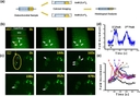Real-time calcium imaging of <em>in situ </em>human chondrocytes. (a) Study design, 2&thinsp;mm in diameter cylindrical osteochondral samples at different ICRS grades were collected form femoral condyle during arthroscopy. Samples were cut into two half-cylinders and used for calcium imaging at 4&thinsp;mM and 0&thinsp;mM [Ca<sup>2+</sup>]<sub>e</sub> environments. To classify calcium imaging data, histology evaluation was performed on these samples afterward. (b) Typical [Ca<sup>2+</sup>]i image series in ICRS 0 articular cartilage sample and in (c) single lacuna of the same sample. (d) A typical [Ca2+]<sub>i</sub> intensity oscillations curve of a chondrocyte and the definitions of spatiotemporal parameters. (e) Typical [Ca<sup>2+</sup>]<sub>i</sub> intensity oscillations curve in the same lacuna shown in (c) (white arrows indicated cells displayed spontaneous [Ca<sup>2+</sup>]<sub>i</sub> signal). Source: <strong>Altered spontaneous calcium signaling of <em>in situ</em> chondrocytes in human osteoarthritic cartilage</strong> by Gong et al., <em>Scientific Reports</em>, Dec. 2017.