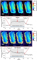 <p>Ca<sup>2+</sup> dynamics and muscle displacement of the beetle leg muscle under electrical stimulation with multiple pulse trains (100 Hz, 10% duty cycle, 2 V) for 3 s. Pseudocolor time series images of beetle leg muscle dosed with (A) Fluo-8 (60 &micro;M) and (C) Cell Tracker (60 &micro;M) indicators. ROIs are indicated by yellow region (as also shown in S1B Fig.). The color scale is given on the right side of each image (A) or (C) respectively. Fluorescence intensity dynamics of (B) Fluo-8 and (D) Cell Tracker under electrical stimulation, digitized with ImageJ software from the ROI shown in (A) and (C) respectively. The stimulus timing is indicated by grey shading. The Fluo-8 pseudocolor images illustrate the fluorescence intensity dynamics that correspond to the Ca<sup>2+</sup> dynamics inside the leg muscle: it increased at the start of electrical stimulation, was maintained during the application of the stimulus, and finally slowly decreased after the stimulus stopped. The Cell Tracker pseudocolor images display that the muscle displacement also causes intensity change during electrical stimulation, which slightly affects the Fluo-8 measurement. Source: Graph from <strong>Oral Dosing of Chemical Indicators for<em> In Vivo</em> Monitoring of Ca<sup>2+</sup> Dynamics in Insect Muscle</strong> by Ferdinandus et al., <em>PLOS,</em> Jan. 2015.</p>