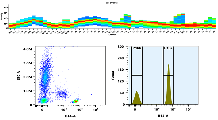 Top) Spectral pattern was generated using a 4-laser spectral cytometer. Spatially offset lasers (355 nm, 405 nm, 488 nm, and 640 nm) were used to create four distinct emission profiles, then, when combined, yielded the overall spectral signature. Bottom) Flow cytometry analysis of whole blood stained with PerCP-Cy7 anti-human CD4 *SK3* conjugate. The fluorescence signal was monitored using an Aurora spectral flow cytometer in the PerCP-Cy7 specific B14-A channel.