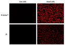 Image of live and dead HeLa cells stained with propidium iodide (PI) and PI Brite™ at similar concentrations and analyzed by fluorescence microscopy using a Cy3/TRITC filter set.