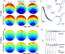 Conduction properties of light-sensitive cardiac syncytia. (a,b) Activation maps during electrical stimulation (1&thinsp;Hz) of <em>in vitro</em> (a) and <em>in silico</em> (b) light-sensitive cell monolayers with distribution types (I, UL, UH) and delivery mode (GD, CD). In all cases, time zero corresponds to the start of the electrical stimulus; black coloured locations did not activate. For <em>in vitro</em> cases, the asterisk (*) marks the location of the bipolar pacing electrode and the spacing between isochrones lines is 10&thinsp;ms. For <em>in silico</em> cases, the dashed rectangle indicates the area where transmembrane current stimulus was applied. (c) <em>In vitro</em> calcium transients at 1&thinsp;Hz electrical pacing, plotted overlaid as group mean&thinsp;&plusmn;&thinsp;SEM, for control CMs, ChR2-expressing CMs (GD-UH), and co-cultures of CMs and ChR2-expressing HEK cells (CD-UL) (n&thinsp;=&thinsp;5 per group); no significant differences. (d) Select calcium transients from the pixel locations 1&ndash;3 indicated in ((a), GD-UL and CD-UL) showing <em>in vitro</em> wavefront propagation across the monolayer. (e) Select voltage traces (analogous to those in (c)) from the pixel locations 1&ndash;6 indicated in (b, GD-UL and CD-UL) showing <em>in silico</em> wavefront propagation and upstroke morphology. Source: <strong>Optogenetics-enabled assessment of viral gene and cell therapy for restoration of cardiac excitability</strong> by Ambrosi et al., <em>Scientific Reports,</em> Dec. 2015.