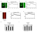 Nuclear calcium transients in neonatal rat ventricular cardiomyocytes (NRVCs) exposed to hypertrophic stimuli. A. Original recording of only cytoplasmic Ca<sup>2+</sup> transients in NRVC with fluo-4. B. Line scan imaging of only cytoplasmic Ca<sup>2+</sup> transients in cardiomyocytes with fluo-4. C. Original recording of only nucleus Ca<sup>2+</sup> transients in cardiomyocytes with fluo-4. D. Line scan imaging of cytoplasmic Ca<sup>2+</sup> transients in cardiomyocytes with fluo-4. E. Original recording of cytoplasmic and nucleus Ca<sup>2+</sup> transients in NRVC with a different Ca indicator, Rhod-4. F. Line scan imaging of only cytoplasmic Ca<sup>2+</sup> transients in cardiomyocytes with Rhod-4. G. Line scan imaging of nuclear Ca<sup>2+</sup> transients in cardiomyocytes with Rhod-4. H. Average values of the effects of hypertrophic stimuli on time to F/F0 in the cytoplasm of NRVCs exposed to vehicle (control; n = 19), Ang II (n = 42), ET-1 (n = 21), or PE (n = 29). I. Average values of the effects by hypertrophic stimuli on time to F/F0 in the nucleus of NRVCs exposed to vehicle (control; n = 19), Ang II (n = 42), ET-1 (n = 21), or PE (n = 29). *P &lt; 0.05 compared to the control. **P &lt; 0.01 compared to the control. &dagger;P &lt; 0.001 compared to the control.&nbsp;Source: <strong>Emerin plays a crucial role in nuclear invagination and in the nuclear calcium transient</strong> by Shimojima et al., <em>Scientific Reports,</em> March 2017.