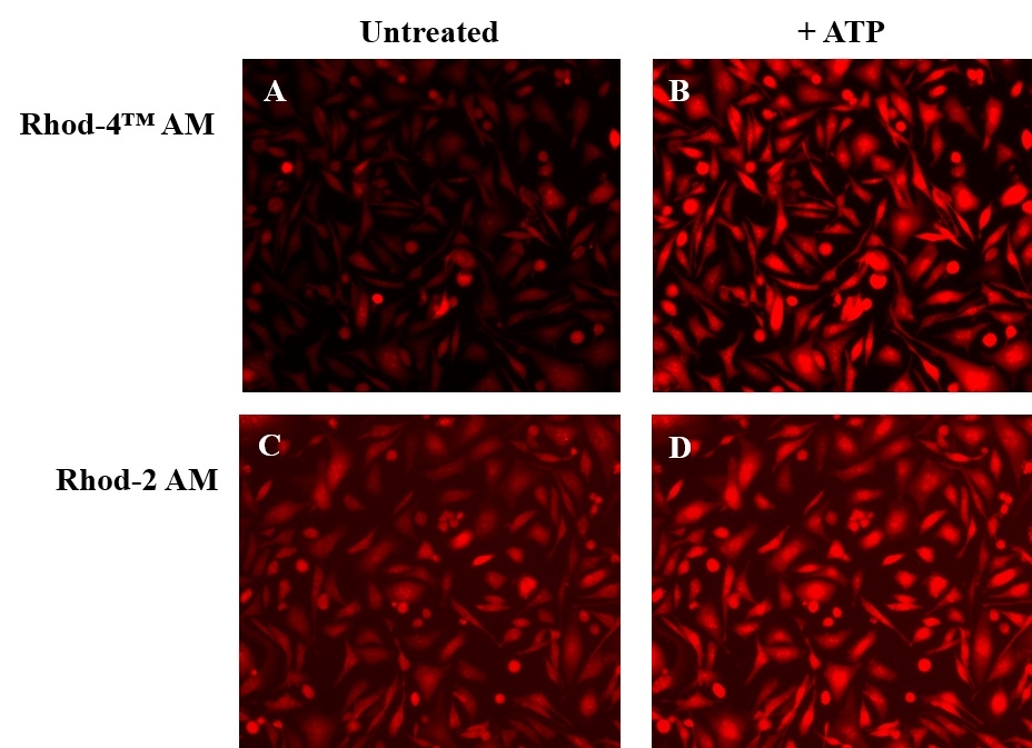 ATP-stimulated calcium responses of endogenous P2Y receptors were measured in CHO-K1 cells with Rhod-4&trade; AM (Cat# 21120) and Rhod-2 AM (Cat# 21064). CHO-K1 cells were seeded overnight at 50,000 cells/100 &micro;L/well in a Costar 96-well black wall/clear bottom plate. The growth medium was removed, and the cells were incubated with 100 &micro;L of dye loading solution using Rhod-4&trade; AM (4 &micro;M, A and B) or Rhod-2 AM (4 &micro;M, C and D) for 1 hour in a 37 &deg;C, 5% CO2 incubator. The staining solution was replaced with 200 &micro;L HHBS, then the cells were imaged before (A and C) and after (B and D) ATP treatment with a fluorescence microscope (Olympus IX71) using TRITC channel.