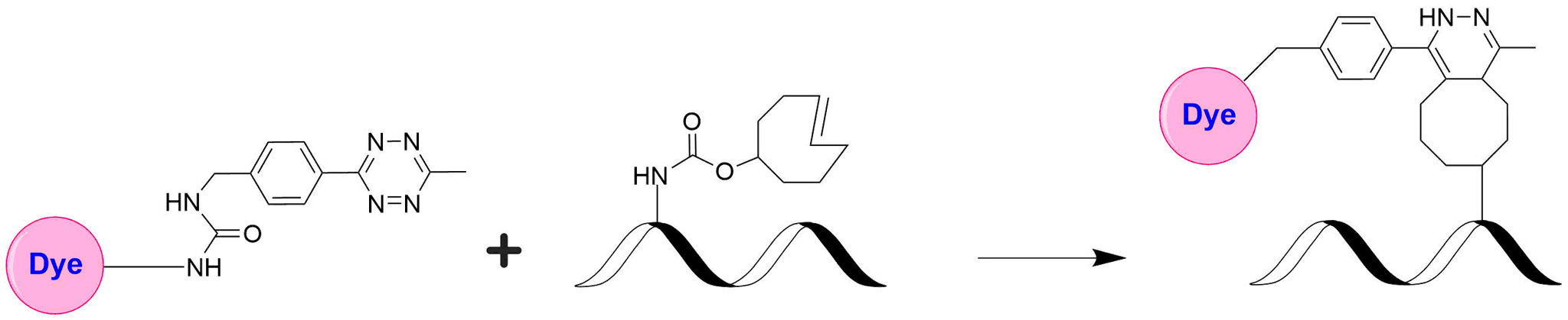 Schematic illustrating the strain‐promoted inverse‐electron‐demand Diels–Alder (iEDDA) reaction between a tetrazine–dye conjugate and a trans‐cyclooctene (TCO)–modified biomolecule. The tetrazine–dye selectively and rapidly reacts with the TCO moiety on the biomolecule to form a stable linkage, labeling the nucleic acid with the dye. This bioorthogonal “click chemistry” process is fast, selective, and well‐suited for biocompatible labeling applications.