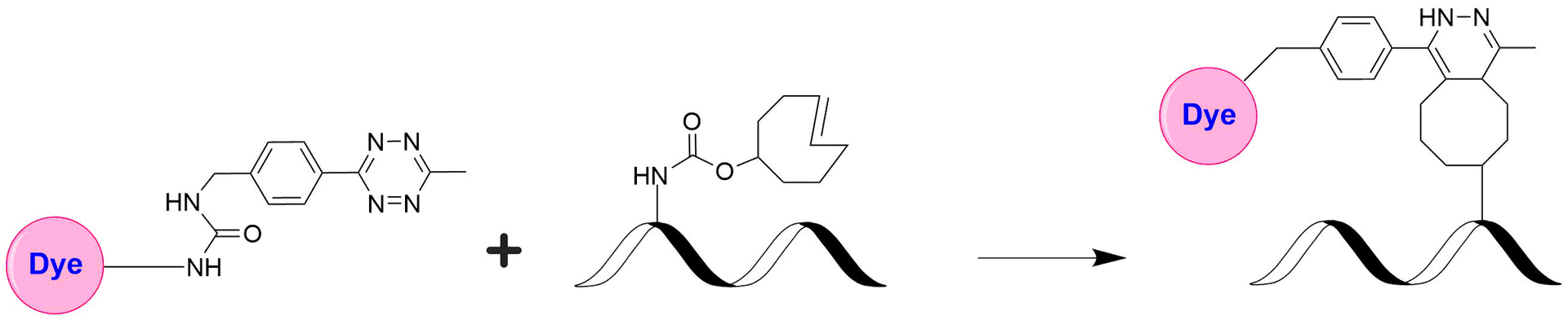 Schematic illustrating the strain‐promoted inverse‐electron‐demand Diels–Alder (iEDDA) reaction between a tetrazine–dye conjugate and a trans‐cyclooctene (TCO)–modified biomolecule. The tetrazine–dye selectively and rapidly reacts with the TCO moiety on the biomolecule to form a stable linkage, labeling the nucleic acid with the dye. This bioorthogonal “click chemistry” process is fast, selective, and well‐suited for biocompatible labeling applications.