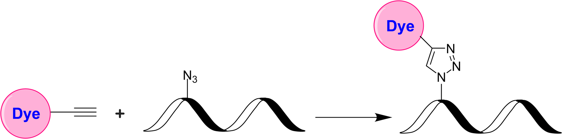 Schematic illustrating the azide–alkyne cycloaddition (“click chemistry”) between an alkyne‐functionalized dye and an azide‐presenting biomolecule. In the presence of a copper catalyst (CuAAC) or under strain‐promoted conditions (SPAAC), the azide and alkyne react to form a stable 1,2,3‐triazole linkage. This highly selective and robust reaction proceeds under mild conditions, tolerates a wide range of functional groups, and is frequently used to label proteins, nucleic acids, and other biomolecules for imaging, proteomics, and high‐throughput assays.