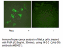 Product image for 14-3-3 &zeta;  (Ab-58) Antibody