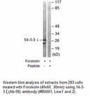 Product image for 14-3-3 &zeta;  (Ab-58) Antibody
