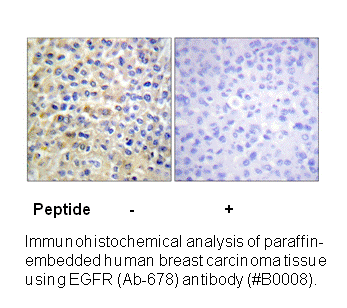 Product image for EGFR (Ab-678) Antibody