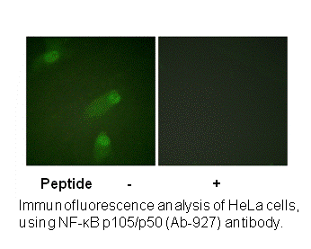 Product image for NF-&kappa;B p105/p50 (Ab-927) Antibody