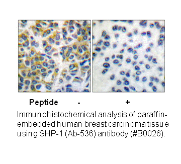 Product image for SHP-1 (Ab-536) Antibody