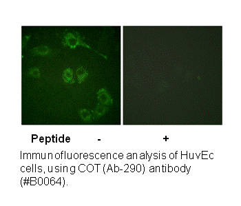 Product image for COT (Ab-290) Antibody