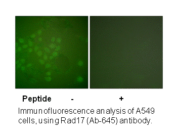 Product image for RAD17 (Ab-645) Antibody
