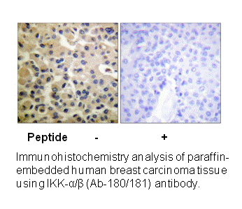Product image for IKK-&alpha;/&beta; (Ab-180/181) Antibody