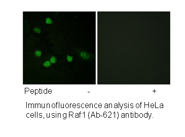 Product image for C-RAF (Ab-621) Antibody