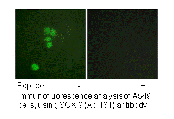 Product image for SOX9 (Ab-181) Antibody