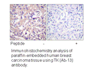 Product image for TK (Ab-13) Antibody