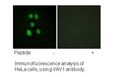 Product image for VAV1 (Ab-160) Antibody
