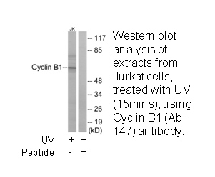 Product image for Cyclin B1 (Ab-147) Antibody