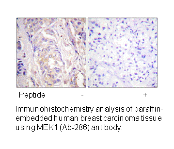 Product image for MEK1 (Ab-286) Antibody