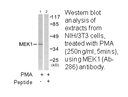 Product image for MEK1 (Ab-286) Antibody