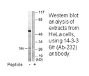 Product image for 14-3-3 &theta;/&tau; (Ab-232) Antibody