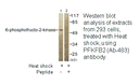 Product image for Fructose 6 Phosphate Kinase (Ab-483) Antibody