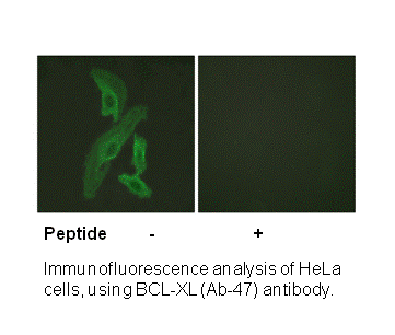 Product image for BCL-XL (Ab-47) Antibody
