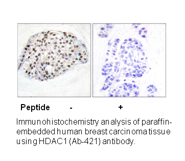Product image for HDAC1 (Ab-421) Antibody