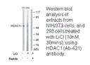 Product image for HDAC1 (Ab-421) Antibody