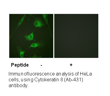Product image for Keratin 8 (Ab-431) Antibody