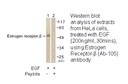 Product image for Estrogen Receptor-&beta; (Ab-105) Antibody