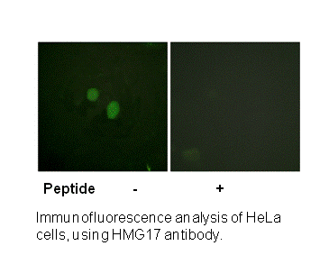 Product image for HMG17 (Ab-29) Antibody