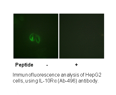 Product image for IL-10R&alpha; (Ab-496) Antibody