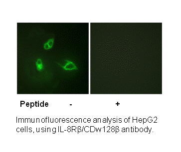 Product image for IL-8R&beta;/CDw128&beta; (Ab-347) Antibody