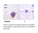Product image for MAP4 (Ab-696) Antibody